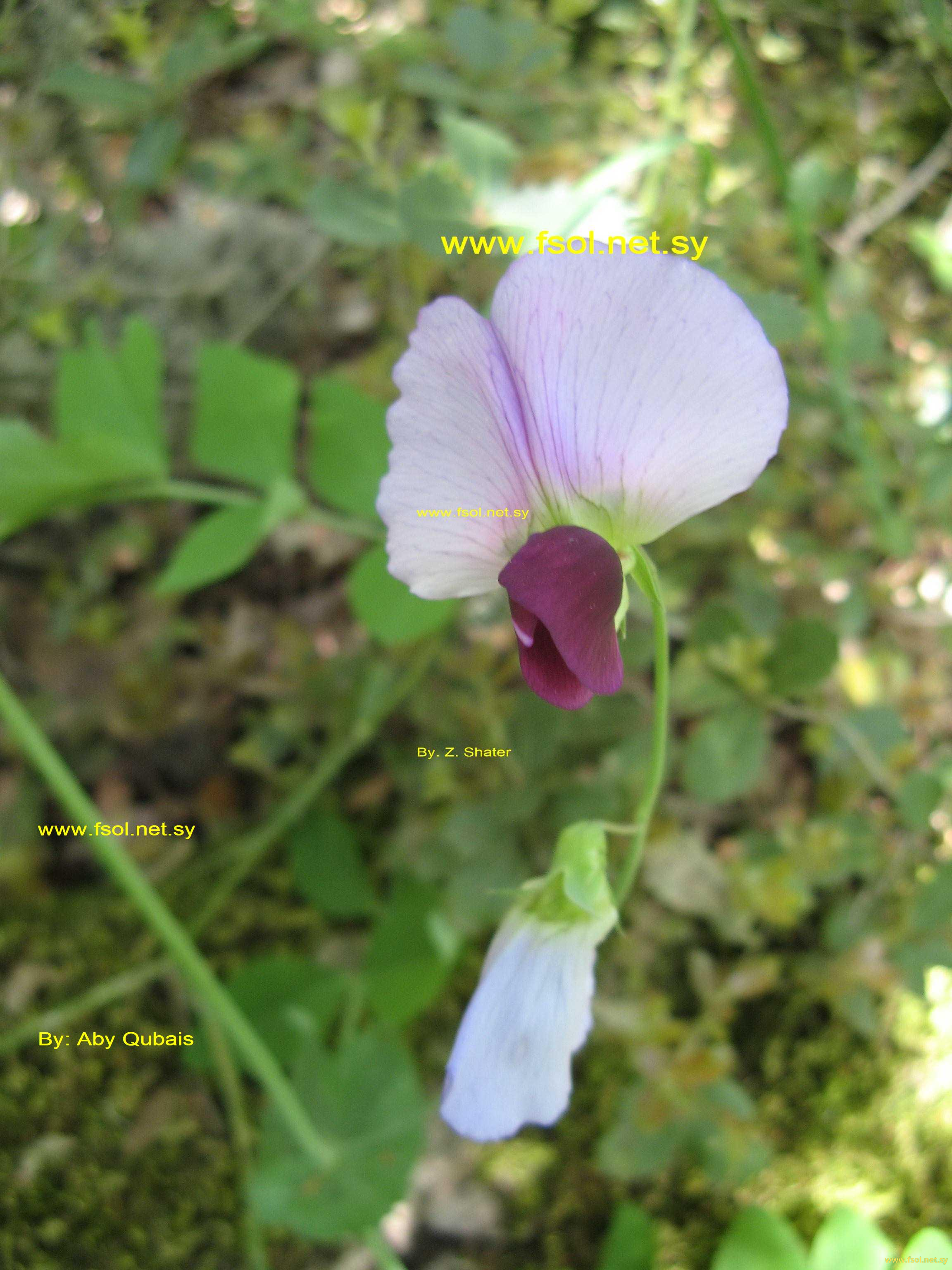Lathyrus oleraceus Lam.